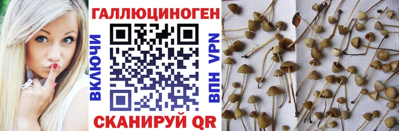 ОМГ ОМГ ссылка  где продают   Павловский Посад  Галлюциногенные грибы MAGIC MUSHROOMS 